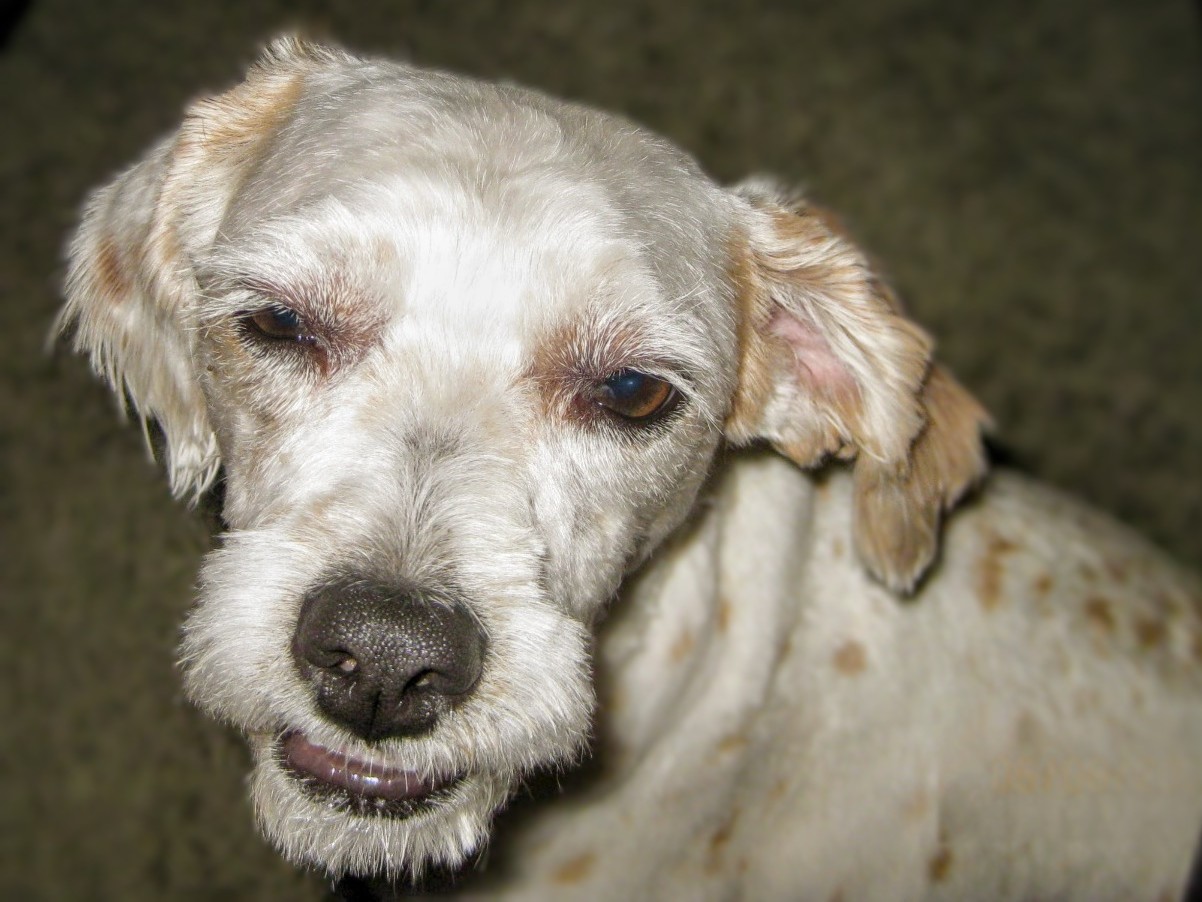 Mezzy-Moo-Moo's face in dark room
